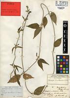 Type of Ceropegia abyssinica Decne. var. abyssinica [family APOCYNACEAE]