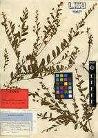 Type of Seddera suffruticosa (Schinz) Hallier f. var. suffruticosa [family CONVOLVULACEAE]