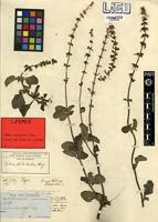 Isotype of Coleus welwitschii Briq. [family LAMIACEAE]