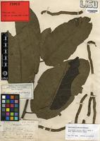 Type of Morus excelsa Welw. [family MORACEAE]