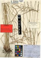 Isotype of Kyllinga aromatica (Willd. ex Kunth) S.S.Hooper [family CYPERACEAE]