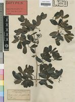 Isotype of Hippocratea parvifolia Oliv. [family CELASTRACEAE]