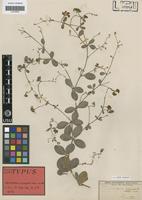 Isotype of Crotalaria variegata Welw. ex Baker [family LEGUMINOSAE-PAP]