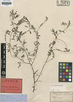 Isotype of Indigofera setiflora Bak. [family LEGUMINOSAE-PAP]