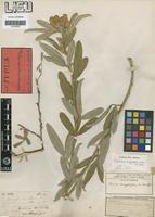Isotype of Tephrosia dasyphylla Welw. ex Baker [family LEGUMINOSAE-PAP]