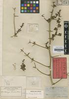 Holotype of Acanthosicyos horrida Welw. ex Benth. & Hook. f. [family CUCURBITACEAE]