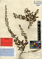 Type of Seddera suffruticosa (Schinz) Hallier f. var. suffruticosa [family CONVOLVULACEAE]