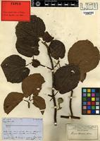 Type of Ficus mucuso Welw. ex Ficalho [family MORACEAE]