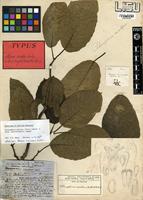Type of Morus excelsa Welw. [family MORACEAE]