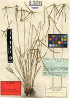 Isotype of Kyllinga aromatica (Willd. ex Kunth) S.S.Hooper [family CYPERACEAE]