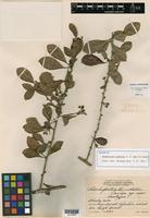 Isotype of Rochefortia lundellii W. H. Camp ex Lundell [family BORAGINACEAE]