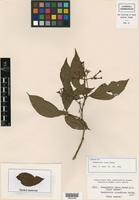 Isotype of Rondeletia ovata Rusby [family RUBIACEAE]
