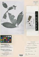 Isotype of Ardisia nigrovirens J. F. Macbr. [family MYRSINACEAE]