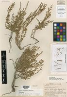 Isotype of Suaeda jacoensis I. M. Johnst. [family CHENOPODIACEAE]