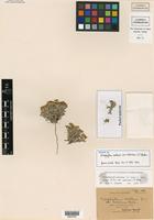 Isotype of Eriophyllum wallacei (A. Gray) A. Gray var. calvescens S. F. Blake [family ASTERACEAE]