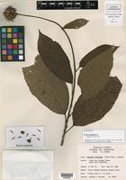 Neotype of Urena typhalaea L. [family MALVACEAE]