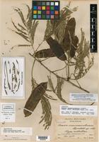 Isotype of Acacia usumacintensis Lundell [family FABACEAE]