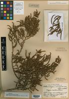 Isotype of Allenrolfea mexicana Lundell [family CHENOPODIACEAE]