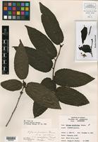 Isotype of Xylosma proctorii Sleumer [family FLACOURTIACEAE]