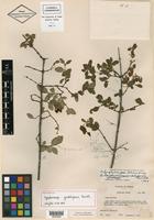 Holotype of Symphoricarpos guadalupensis Correll [family CAPRIFOLIACEAE]