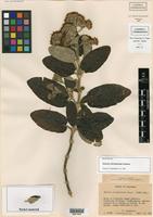 Isotype of Gynoxys hirsutissima Cuatrec. [family ASTERACEAE]