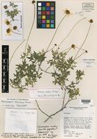 Holotype of Henricksonia mexicana B. L. Turner [family ASTERACEAE]