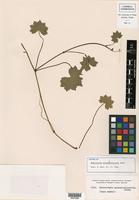 Isotype of Hydrocotyle grossulariaefolia Rusby [family APIACEAE]
