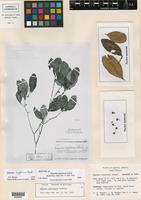 Isotype of Eugenia coyolensis Standl. [family MYRTACEAE]
