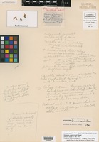 Isotype of Solanum commersonii Dunal [family SOLANACEAE]