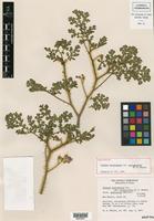 Holotype of Solanum heterodoxum Dunal var. setigeroides M. D. Whalen [family SOLANACEAE]