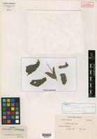 Isotype of Verbena rigida Spreng. forma paraguayensis Moldenke [family VERBENACEAE]