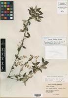 Isotype of Iresine discolor Greenm. [family AMARANTHACEAE]