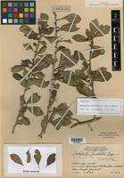 Isotype of Rochefortia lundellii W. H. Camp ex Lundell [family BORAGINACEAE]
