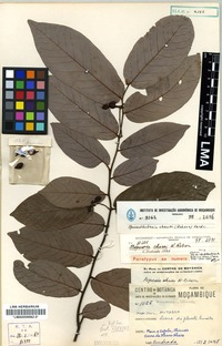 Paratype of Monanthotaxis chasei (N. Robson) Verdc. [family ANNONACEAE]