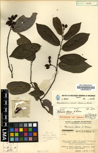 Paratype of Monanthotaxis chasei (N. Robson) Verdc. [family ANNONACEAE]