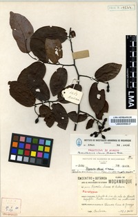 Paratype of Monanthotaxis chasei (N. Robson) Verdc. [family ANNONACEAE]