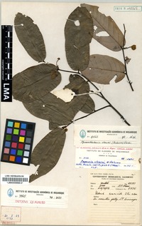 Paratype of Monanthotaxis chasei (N. Robson) Verdc. [family ANNONACEAE]