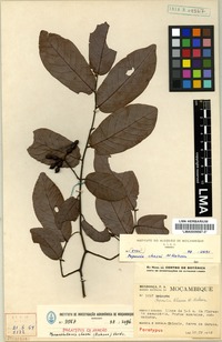 Paratype of Monanthotaxis chasei (N. Robson) Verdc. [family ANNONACEAE]