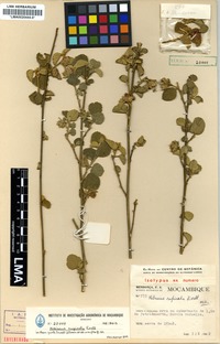 Isotype of Hibiscus rupicola Exell [family MALVACEAE]