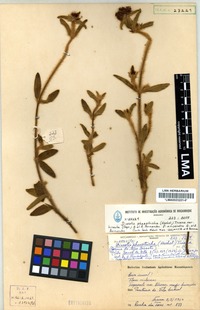 Isotype of Antherotoma phaeotricha (Hochst.) Jacq.-Fél. anisandra A. & A. &.R. Fernandes [family MELASTOMATACEAE]
