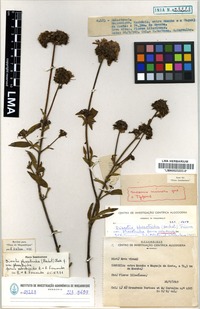 Isotype of Antherotoma phaeotricha (Hochst.) Jacq.-Fél. [family MELASTOMATACEAE]