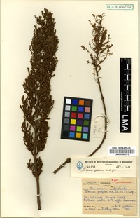 Isotype of Tetradenia riparia (Hochst.) Codd [family LAMIACEAE]