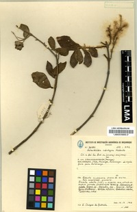 Isotype of Karomia tettensis (Klotzsch) R. Fern. [family VERBENACEAE]