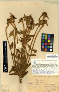 Isotype of Antherotoma phaeotricha (Hochst.) Jacq.-Fél. anisandra A. &.R. Fernandes [family MELASTOMATACEAE]