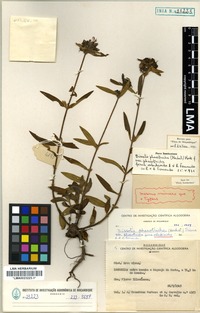 Isotype of Antherotoma phaeotricha (Hochst.) Jacq.-Fél. [family MELASTOMATACEAE]