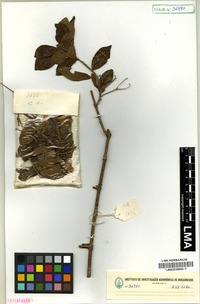 Isotype of Karomia tettensis (Klotzsch) R. Fern. [family VERBENACEAE]