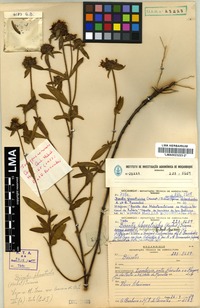 Isotype of Antherotoma phaeotricha (Hochst.) Jacq.-Fél. [family MELASTOMATACEAE]