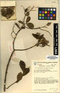 Isotype of Karomia tettensis (Klotzsch) R. Fern. [family VERBENACEAE]
