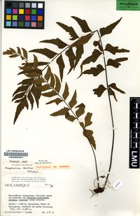 Isotype of Asplenium torrei Schelpe [family ASPLENIACEAE]