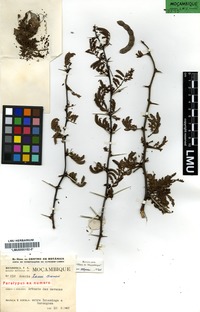 Paratype of Acacia torrei Brenan [family FABACEAE]